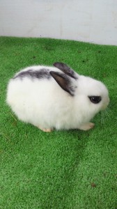 2010060415190001.jpg